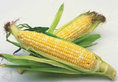 玉米高产种子播前处理