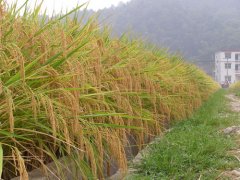 从杂交水稻看实用科技的发展