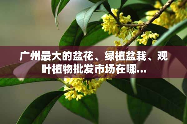 广州最大的盆花、绿植盆栽、观叶植物批发市场在哪...