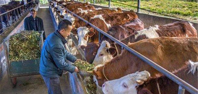 肉牛尿素的喂饲方法