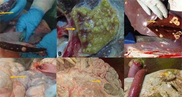 牛结核病的剖检