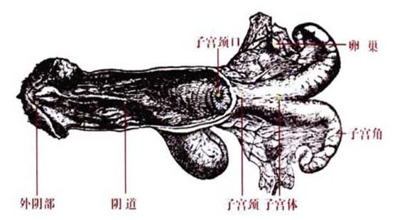 母牛的生殖结构图及生理功能(母牛的生殖系统有何特点)