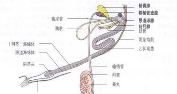 公牛的生殖器有多长 公牛生殖器官各部分的功能