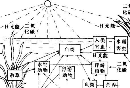 怎样从生态学角度来理解稻田养鱼的好处