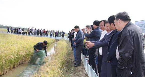 稻田养鱼技术要点 稻田养鱼的日常管理