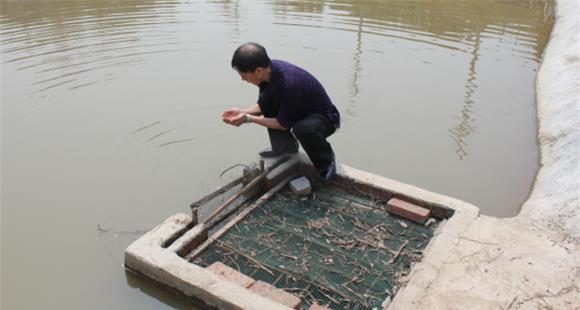 养鱼水质不好怎么办 鱼塘水质净化方法