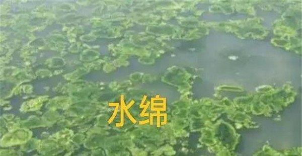 如何清除和控制水绵、水网藻和湖靛等敌害生物