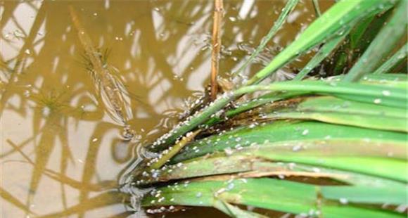 水稻稻飞虱防治方法 水稻稻飞虱综合防治技术