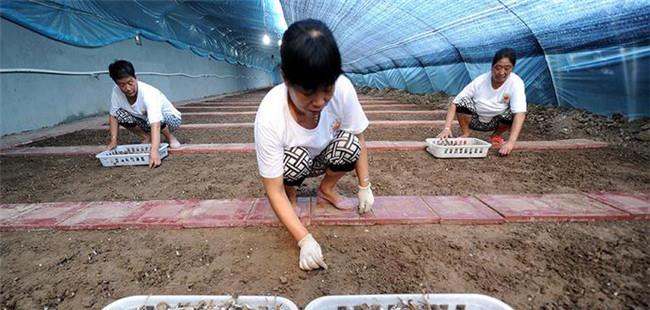 鸡枞菌人工种植技术要点