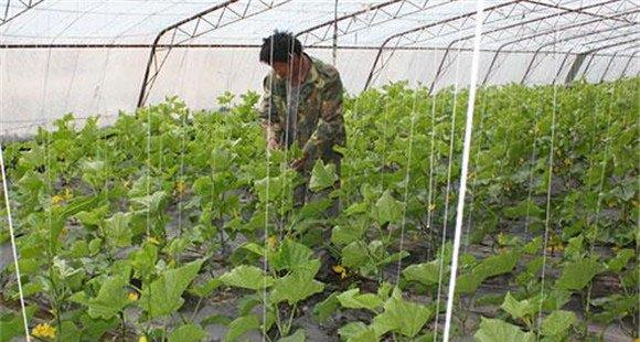 迷你小黄瓜移栽定植后的管理方法