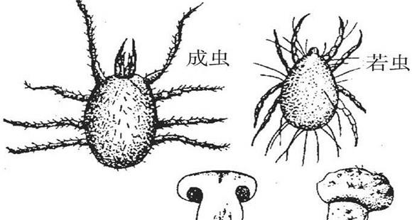 食用菌螨虫怎么能看出来