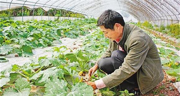 蜜本南瓜种植技术