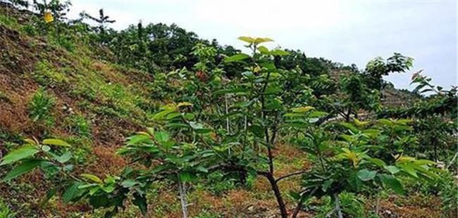 车厘子种植技术与管理