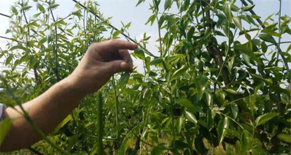 枣树夏季修剪与管理技术要点