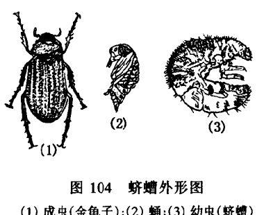 怎样除杀盆土中的蛴螬(白地蚕)(怎样灭白蜡地的蛴螬)