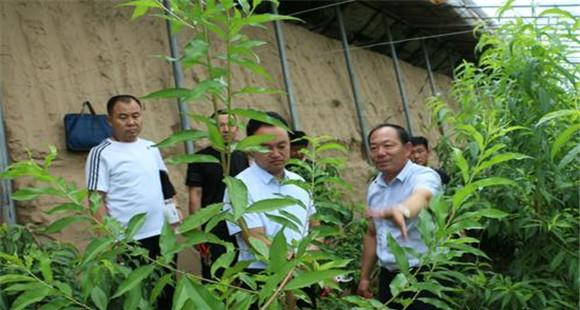 大棚桃树的种植方法和管理技术的五个关键点