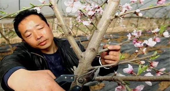 大棚桃树的种植方法和管理技术的五个关键点