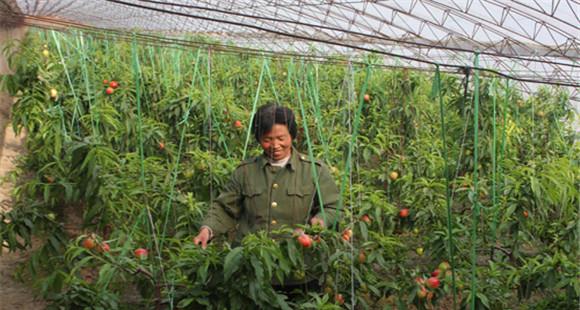 温室油桃种植技术及定植后的管理(油桃温室种植方法)