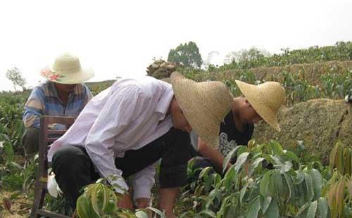 荔枝种苗高效繁殖技术(荔枝苗的养殖技术)