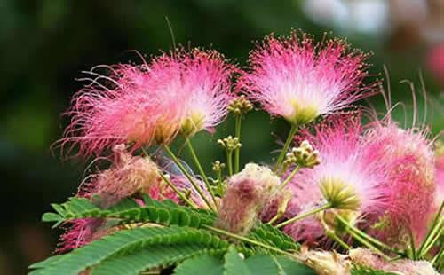 彼岸花又叫曼陀罗花吗(曼陀罗和彼岸花一样吗)