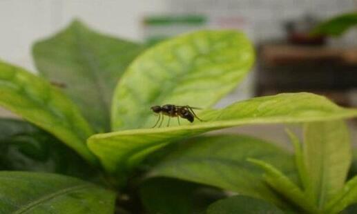 花盆里有蚂蚁是好事(花盆里有蚂蚁是好事还是坏事)