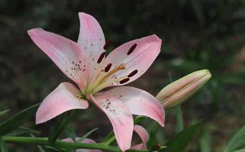 建兰花什么时候开花(建兰花什么时候开花)