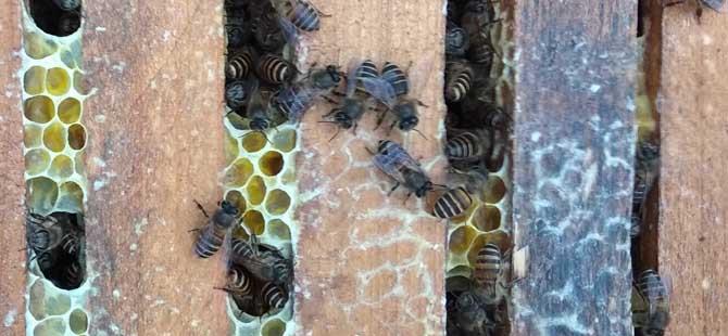 蜜蜂养殖成本和利润怎么计算(蜜蜂养殖需要投入多少)