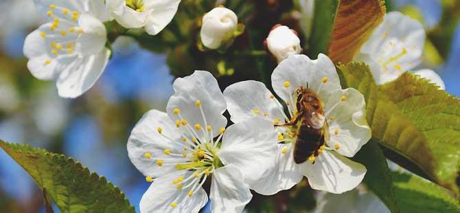 蜜蜂为什么不蜇养蜂人
