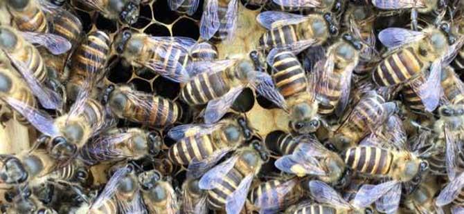 发展蜜蜂养殖有什么好处(蜜蜂养殖有什么好处和坏处)