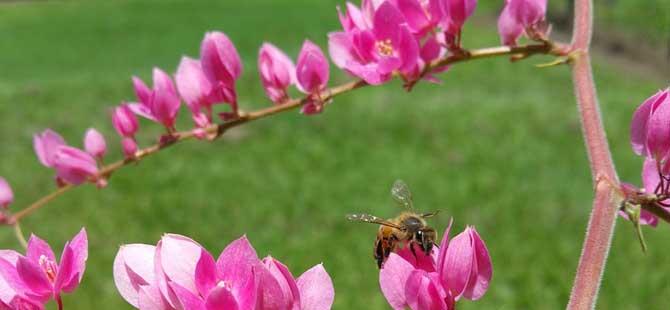 蜜蜂养殖成本