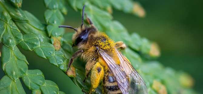 2023年养蜜蜂能赚钱吗