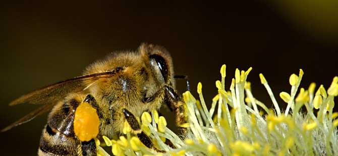 2023年养蜜蜂有前景吗(2021年养蜜蜂有政策吗)