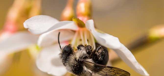 蜜蜂养殖成本和利润