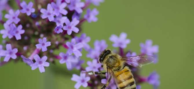 2023年蜜蜂多少钱一箱