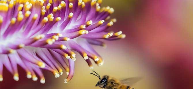 蜜蜂多少钱一箱