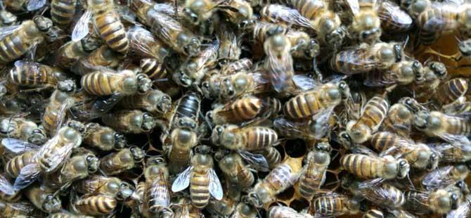 蜜蜂的首领是蜂王还是蜂后(蜜蜂中的蜂王和工蜂分别是什么)