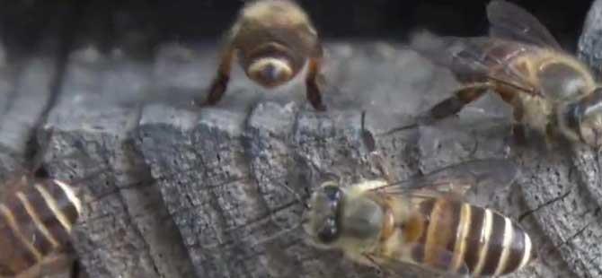 蜜蜂出现很多黑蜂是什么预兆(蜜蜂什么季节出现)