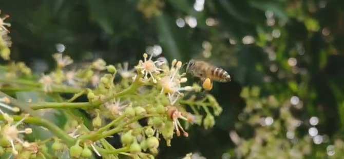 蜜蜂的蜂读feng还是fong(蜜蜂的蜂的读音怎么读)