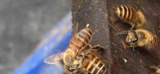 蜜蜂和马蜂哪个毒性大(蜜蜂和马蜂哪个毒性大一些)