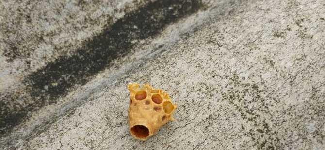 蜜蜂王台