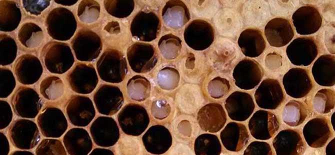 蜜蜂八种病虫害图片及防治(油菜病虫害图片及防治)