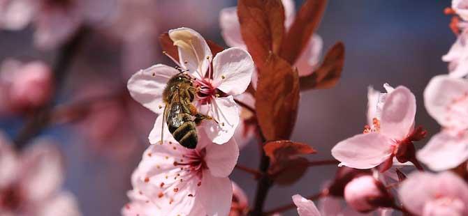 西方蜜蜂