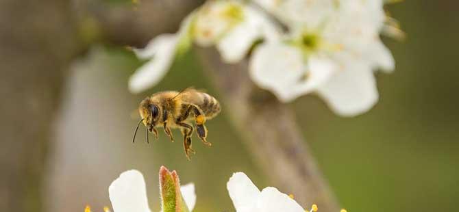 蜜蜂