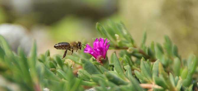 蜜蜂