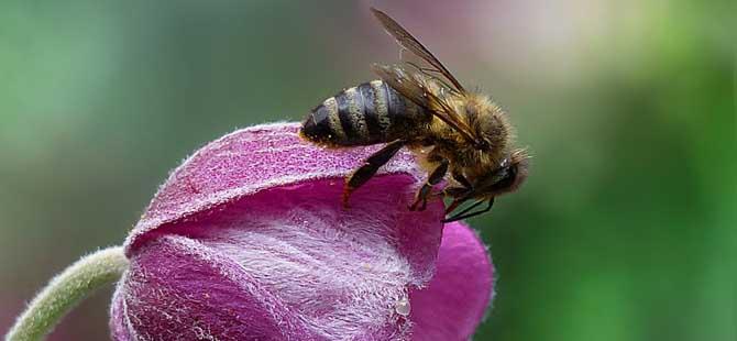 蜜蜂是害虫还是益虫