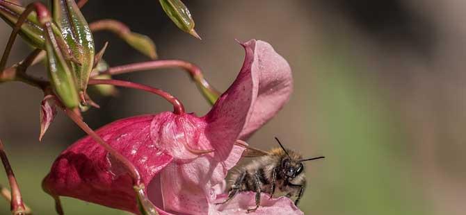 蜜蜂