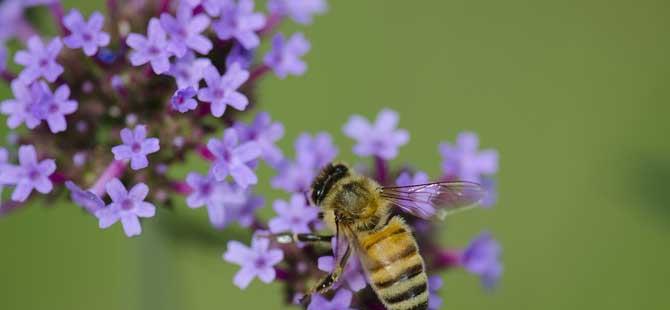 蜜蜂