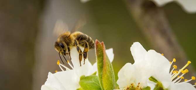 蜜蜂