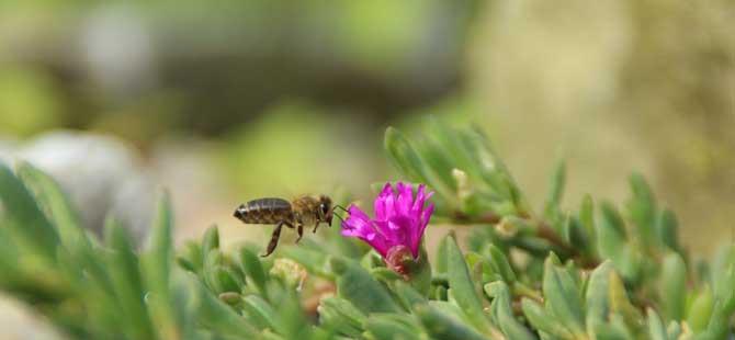 蜂毒