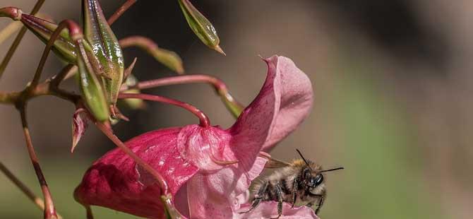 蜜蜂